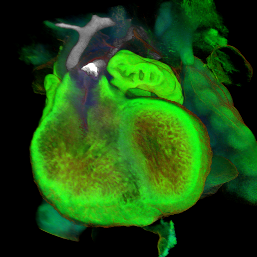 Microscopy Image Acquisition